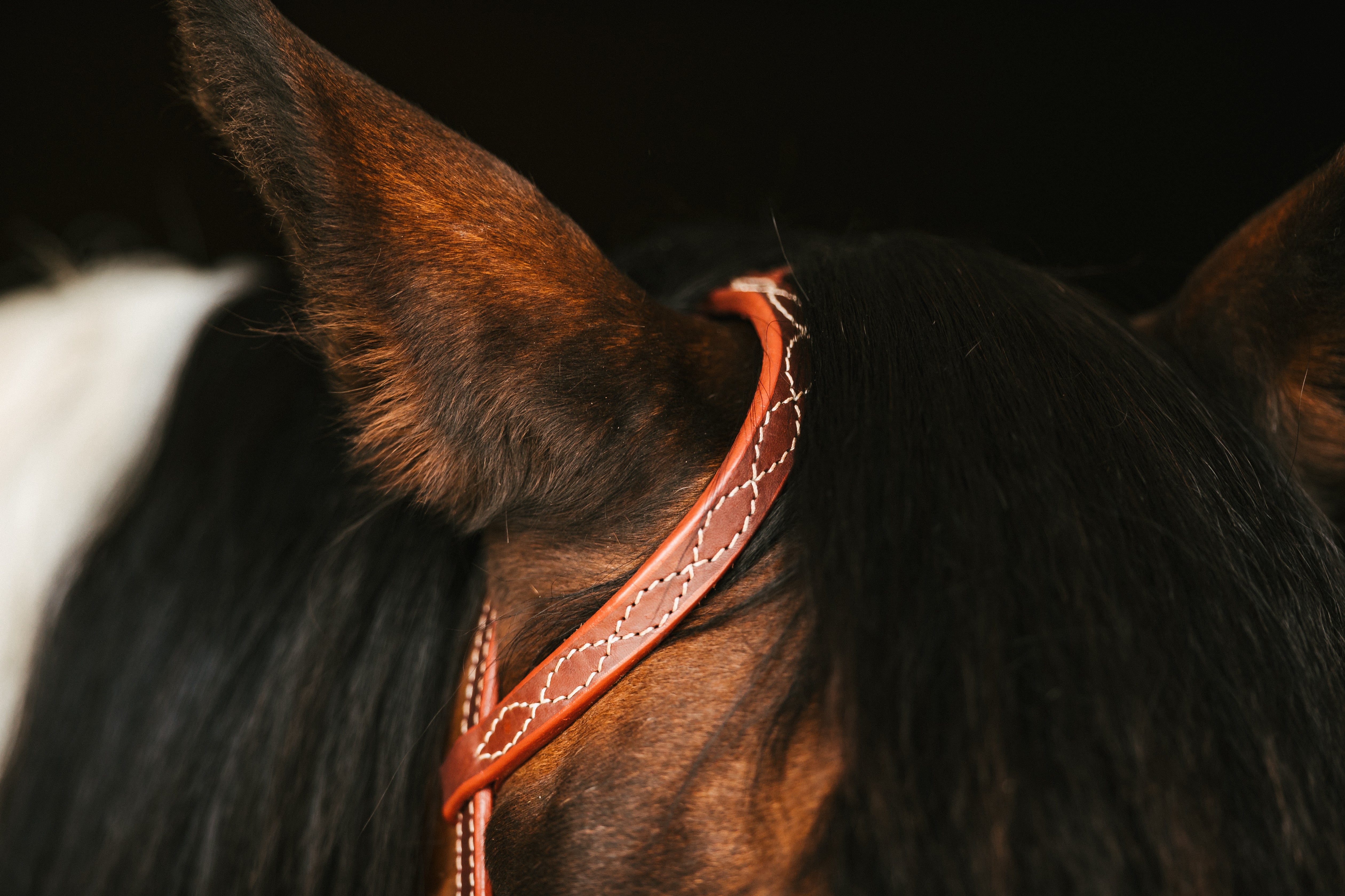 Headstall - Stitched Single Ear | Equestrian Equipment 100K Equin ...