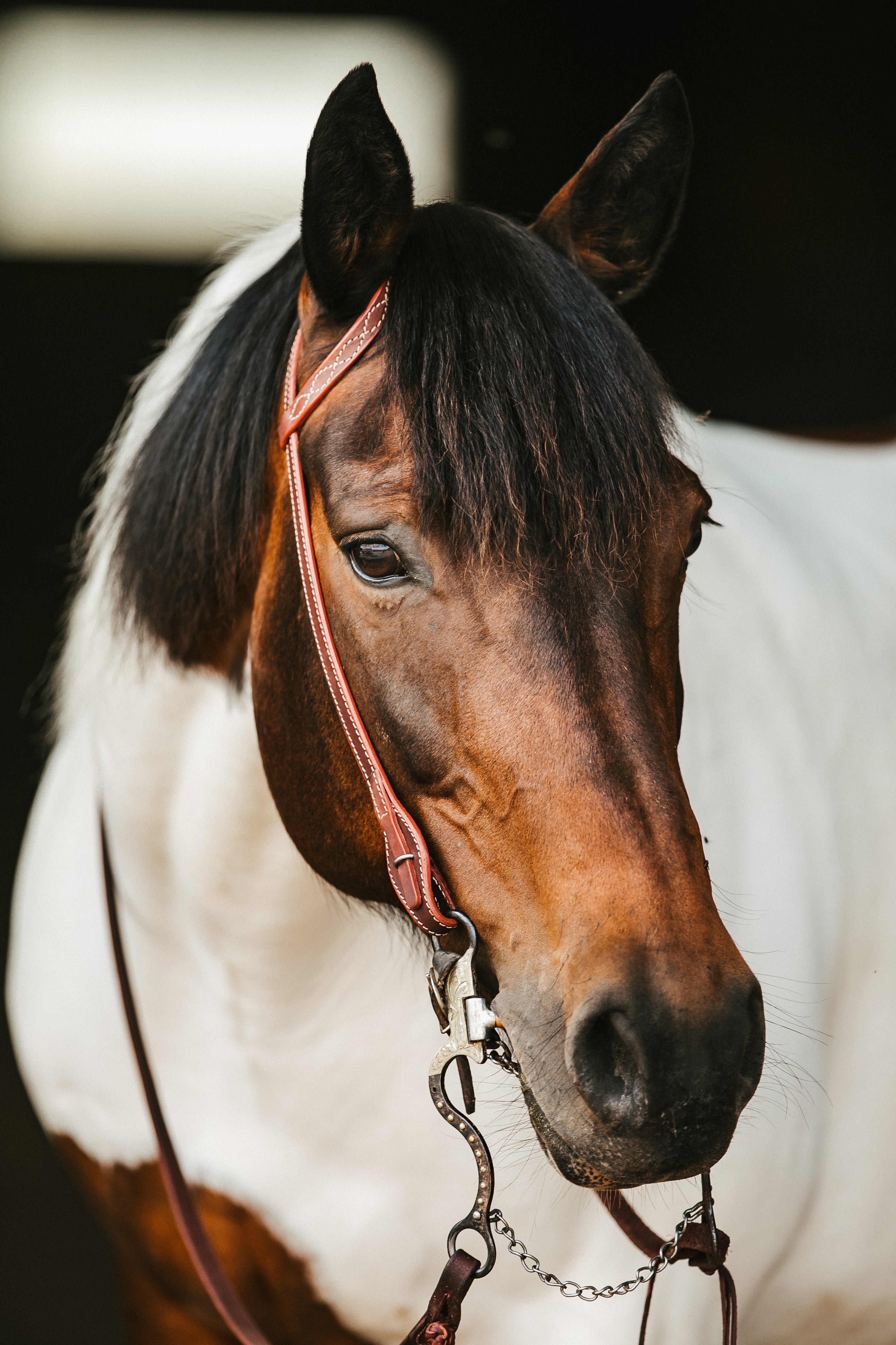 Headstall - Stitched Single Ear | Equestrian Equipment 100K Equin ...