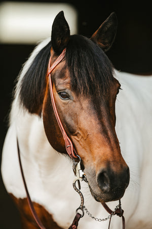 
                  
                    Reins - Flat
                  
                
